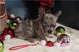 Felix - French Bulldog for sale