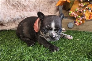 Latka - puppy for sale