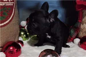 Fiona - French Bulldog for sale