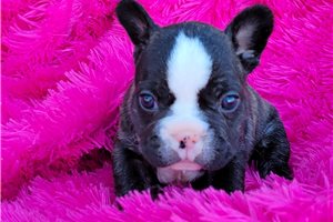Flora - French Bulldog for sale