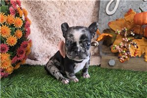 Larosa - puppy for sale