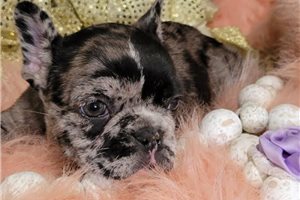 Harriet - puppy for sale