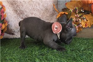 Lara - puppy for sale