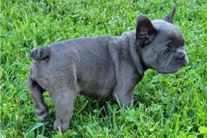 Henry - French Bulldog for sale