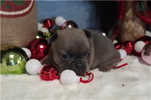 Giovanni - French Bulldog for sale