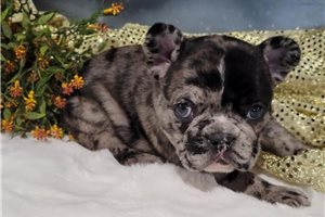 Harriet - French Bulldog for sale