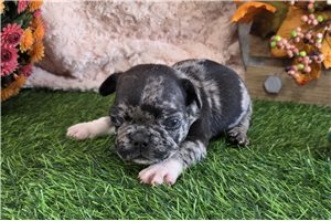 Ledger - puppy for sale