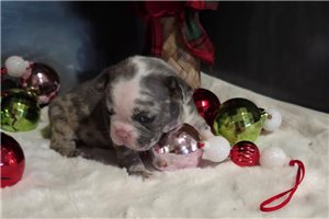 Grayson - French Bulldog for sale