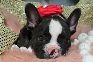 Flora - French Bulldog for sale