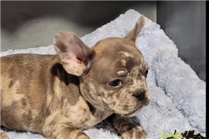 Jimmie - French Bulldog for sale