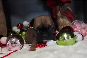 Grace - French Bulldog for sale