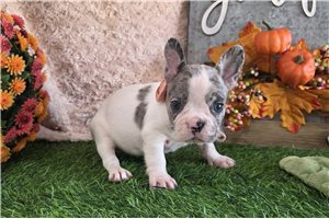 Lana - puppy for sale
