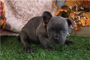 Laney - French Bulldog for sale