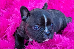 Fern - French Bulldog for sale