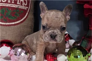 Fyre - French Bulldog for sale
