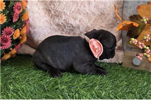 Larissa - puppy for sale