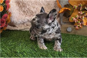 Larson - puppy for sale