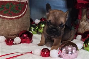 Fitz - French Bulldog for sale