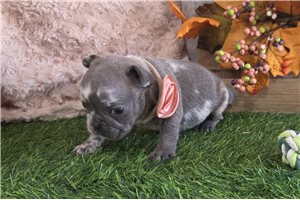 Laura - puppy for sale