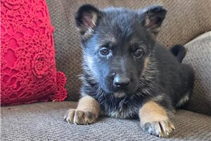 Samuel - German Shepherd for sale