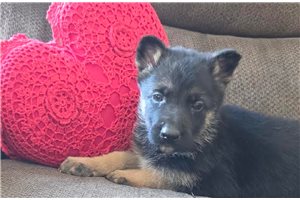 Sebastian - German Shepherd for sale