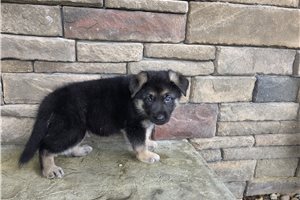 Holden - puppy for sale