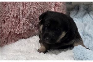 Grayson - puppy for sale