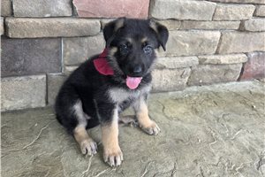 Hermione - German Shepherd for sale
