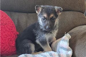 Scarlett - German Shepherd for sale