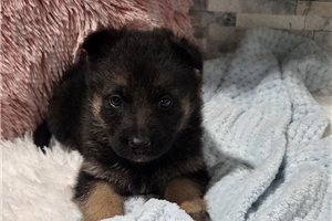 George - German Shepherd for sale