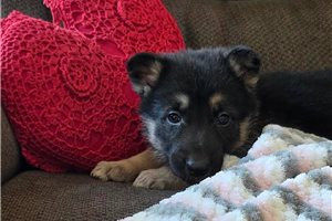 Stella - German Shepherd for sale