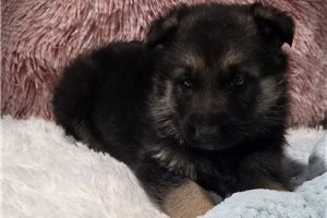 Giovanni - German Shepherd for sale