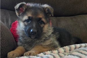 Sophia - German Shepherd for sale