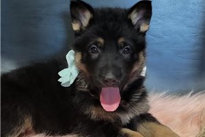 Penelope - German Shepherd for sale