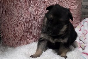 Grace - puppy for sale