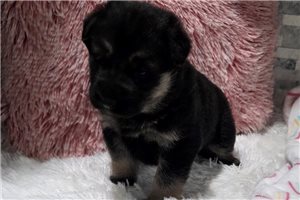 Gianna - puppy for sale