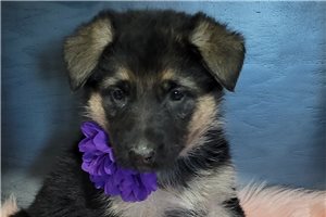 Piper - puppy for sale