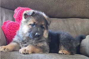 Santiago - German Shepherd for sale