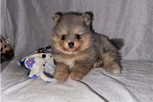 Dillon - Pomeranian for sale