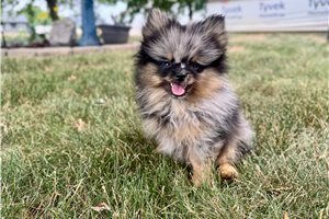 Nathan - Pomeranian for sale