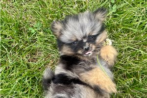 Nathan - Pomeranian for sale