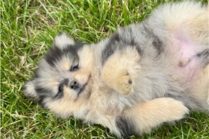 Nacho - Pomeranian for sale