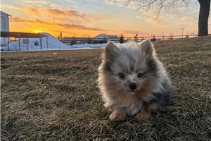 Donald - Pomeranian for sale