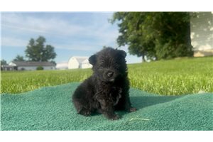 Newton - puppy for sale