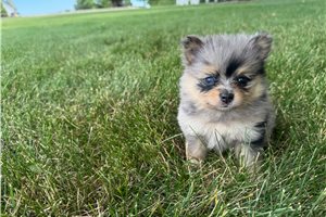 Nixie - Pomeranian for sale