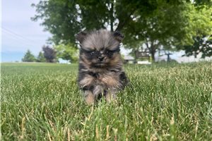 Nita - Pomeranian for sale