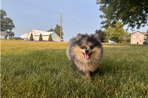 Nacho - puppy for sale