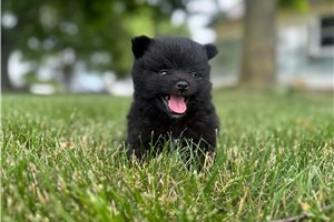 Newton - Pomeranian for sale