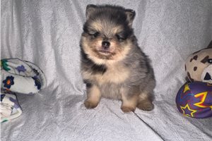 Derek - Pomeranian for sale