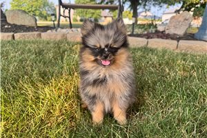 Nathan - Pomeranian for sale